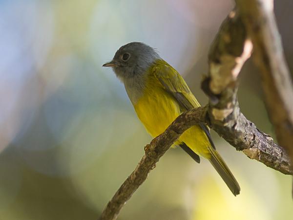 <h3><a href="/trips/srilanka/biota/animalia/chordata/aves/040 passeriformes/068 stenostiridae/culicicapa ceylonensis/culicicapa ceylonensis-nl.html">Culicicapa&nbsp;ceylonensis</a> / Grey‑headed&nbsp;canary‑flycatcher / Grijskopvliegenvanger</h3>NIKON D500 met AF-S Nikkor 300mm f/2.8G IF-ED VR II, 1/320 sec  bij F3.2, ISO 320, afstand 7.08&nbsp;m